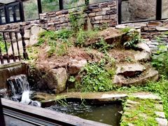 -Local泰莲庭(虹鳟鱼店)