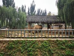 -石家庄市动物园