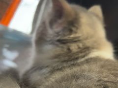 -安安宠医宠物医院·异宠·犬猫内科(岳阳分院)