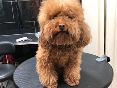 -小尾巴宠物店(万科·金域华庭店)