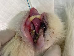 -萌兽医馆·犬猫专科·眼科中心·宠物医院(朝阳门分院)