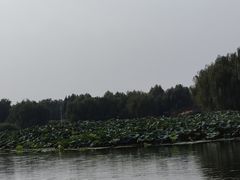 -白洋淀景区