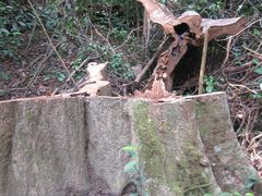 -武吉知马自然保护区