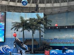 -海合安成都极地海洋公园