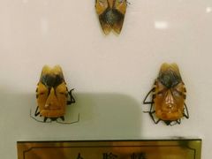 -上海昆虫博物馆