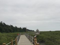 -北海金海湾红树林生态旅游区