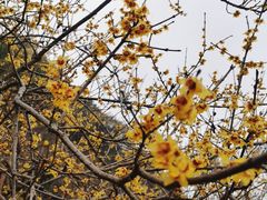 -无锡梅园公园