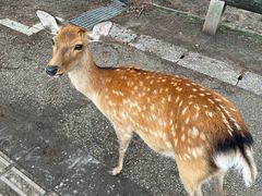 -奈良公园