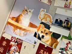 -佐罗家宠物馆·猫文化馆(紫霞路店)