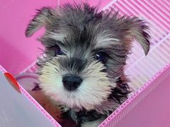 -翊宠yipet猫狗购宠庄园犬舍•猫舍