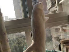 -瑞鹏瑞爱宠物医院·全科·猫科·血液透析中心(龙头寺店)