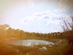 -春花秋色城市公园