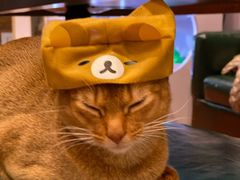 -猫小院猫主题咖啡厅(北锣店)