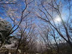 -樱花山风景区