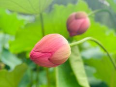 -陈家山荷花公园