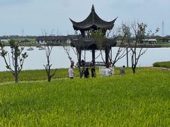 -杭州湾海上花田景区