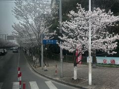 -高东镇樱花园