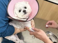 -米苏动物医院·犬猫专科·骨科外科内窥镜