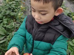 -小鱼草莓采摘园农家乐·小鱼餐厅