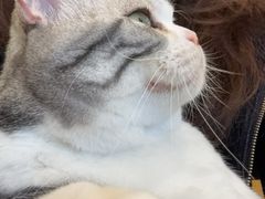 -有喵·猫咖·狗咖·30几只猫10只小狗(岗厦店)