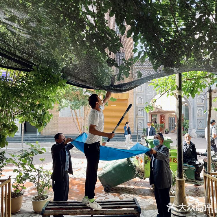 喀什古城桑椹熟啦❗️不要钱吃到饱❗️❗️