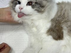 -纳吉亚猫专科动物医院·北北分院