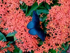 -上海动物园(地铁站)