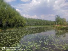 -白渔泡湿地公园