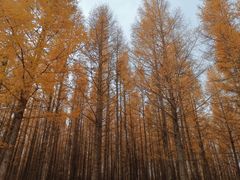 -塞罕坝国家级自然保护区