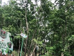 -西双版纳原始森林公园