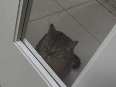 -纳吉亚猫专科动物医院博雅分院