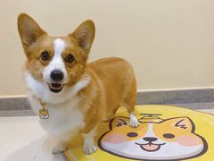 -萌宠之家·腊肠犬·马尔泰·小体犬舍