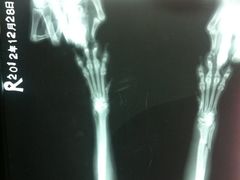 -中农大我爱我爱24h动物医院·中医针灸·猫专科·骨科医疗中心(双井店)