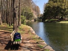 -上海共青森林公园