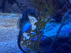 -上海海洋水族馆