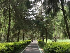 -合肥滨湖国家森林公园