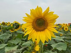 -映月湖中央公园