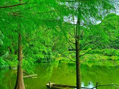 -深圳仙湖植物园