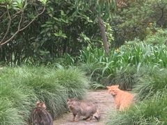-秋霞圃