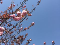 -高东镇樱花园