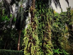 -中国科学院西双版纳热带植物园
