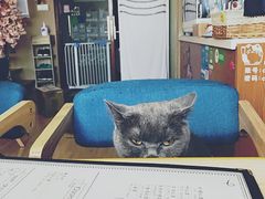 -CC猫狗洗浴·猫咪寄养酒店