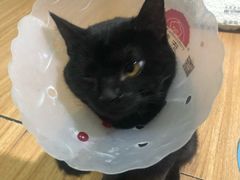 -芭比堂动物医院·犬猫全科·异宠专科(雁塔分院)