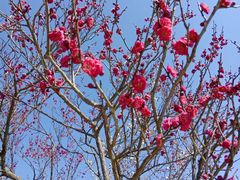 -梅花山(明孝陵内)