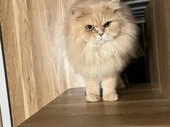 -瑞鹏宠物医院·骨科·猫科·内科(第一中心)