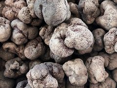 -云南木水花野生菌交易中心