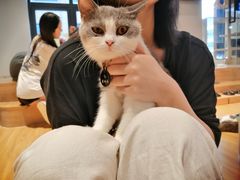 -啵啵喵·猫咖(攀华国际店)