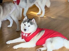 -Husky Go! 哈士奇体验馆·宠物咖啡厅狗咖