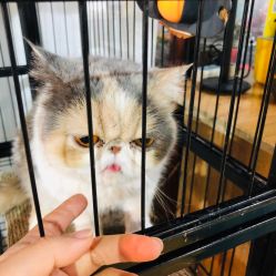 -英刺青 纹身 洗纹身