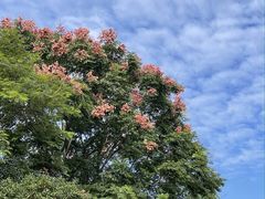 -蜀冈西峰生态公园